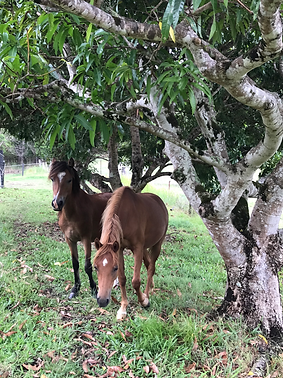 Equine Therapy