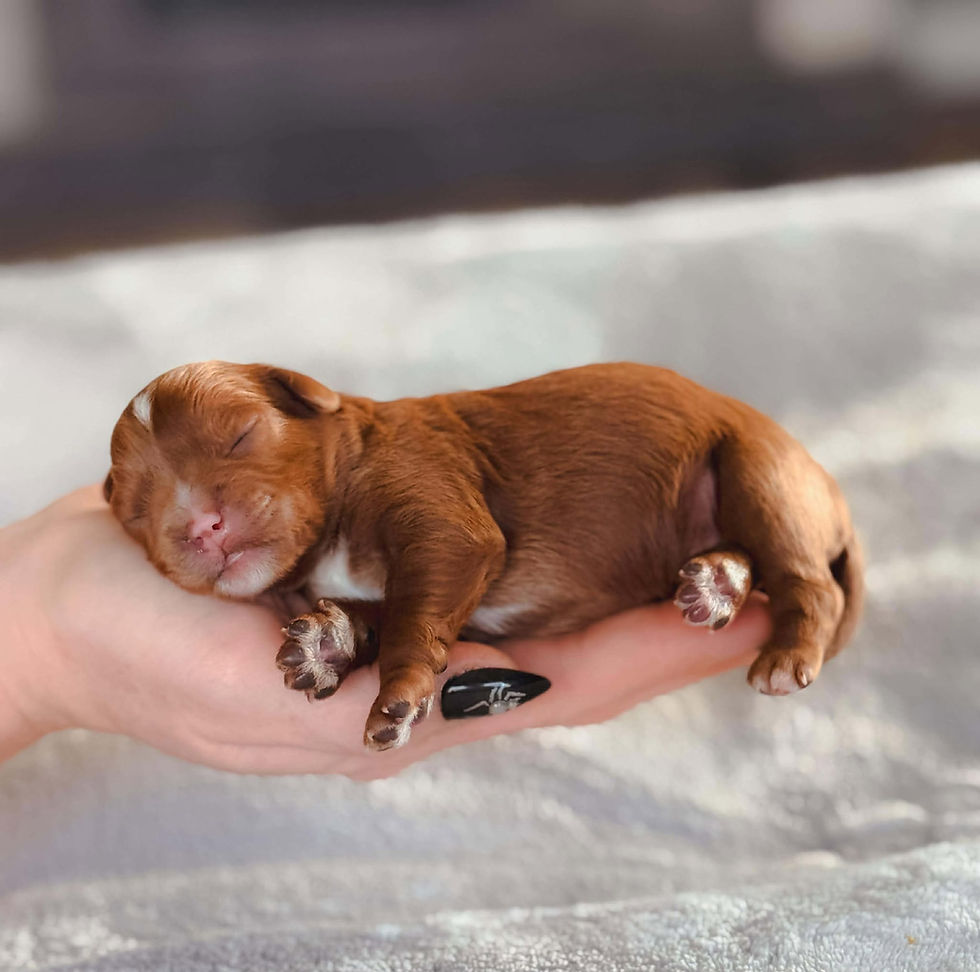 574199933_2466976633718306_6491226592777655159_n