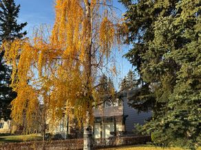 I’ll Leaf You With This Thought - On Autumn, Letting Go, and the Beauty of Release