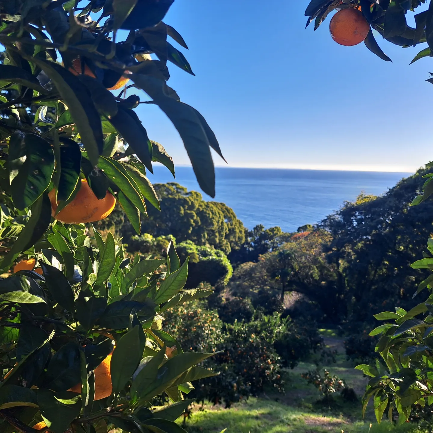 松本農園