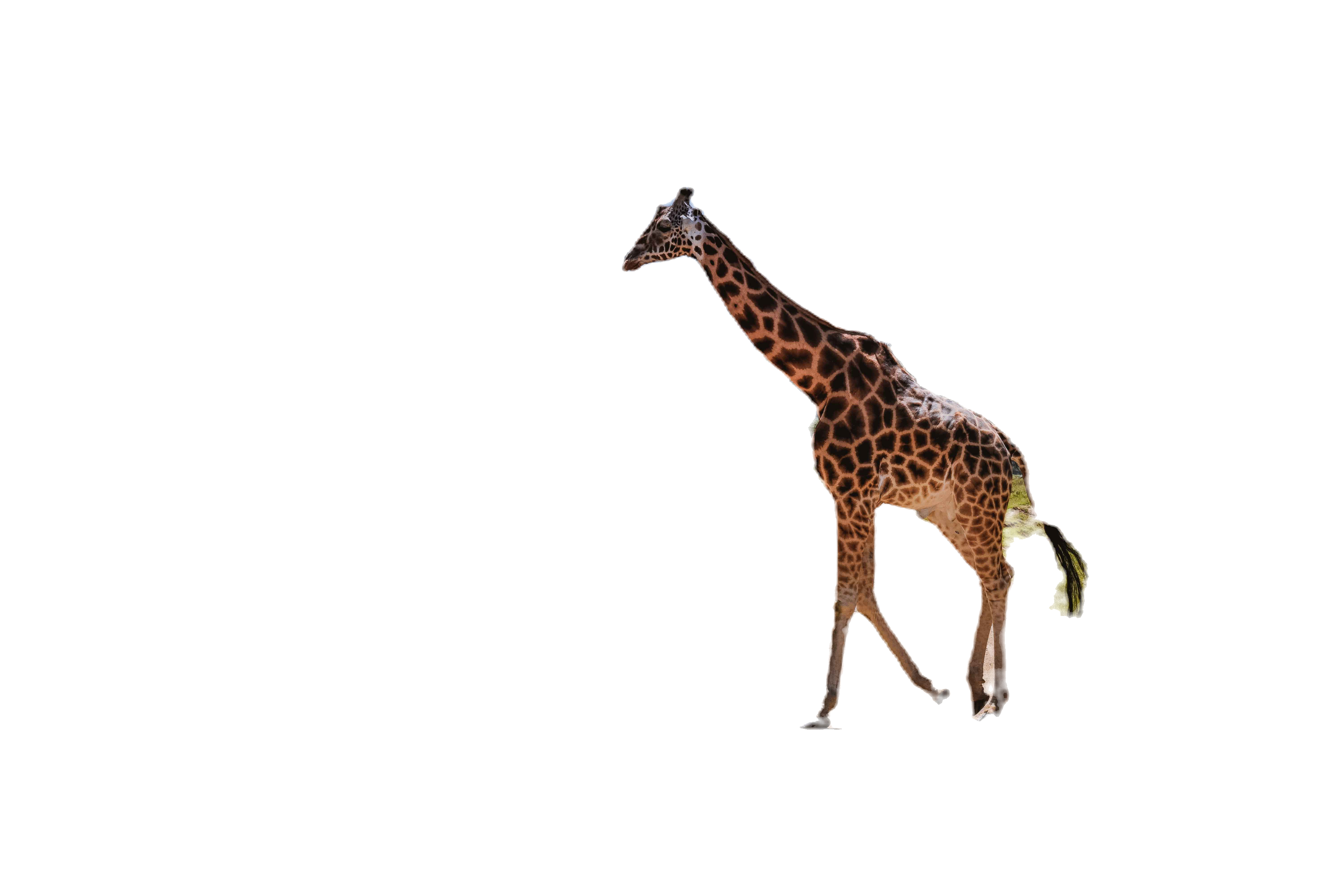 Image by muthengi mbuvi