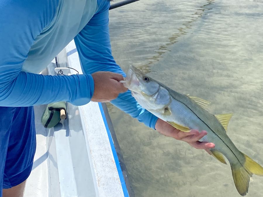 Snook released during Belize winter season