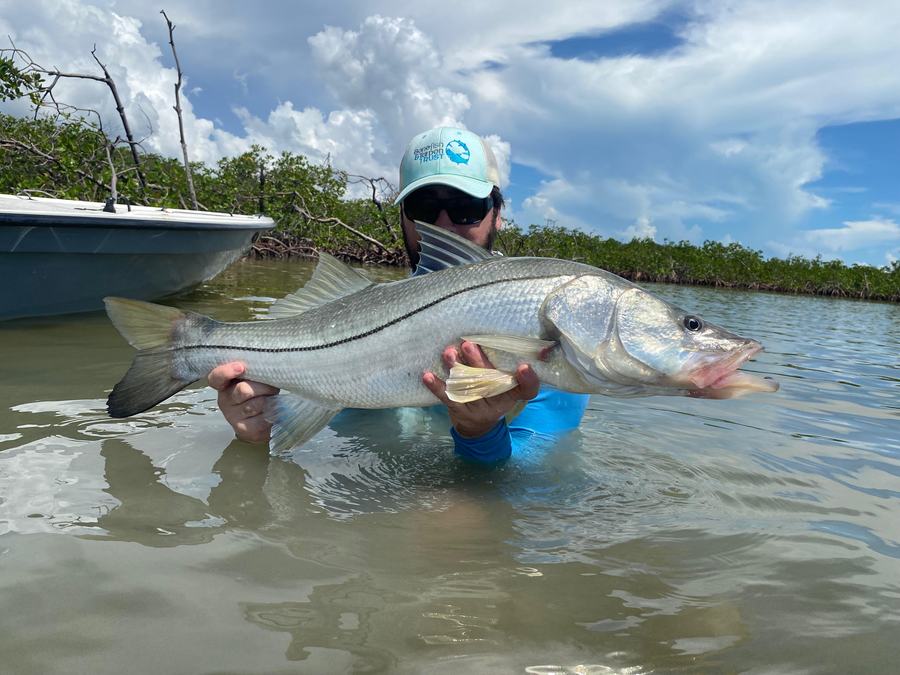 Angler holding a large snook near mangroves