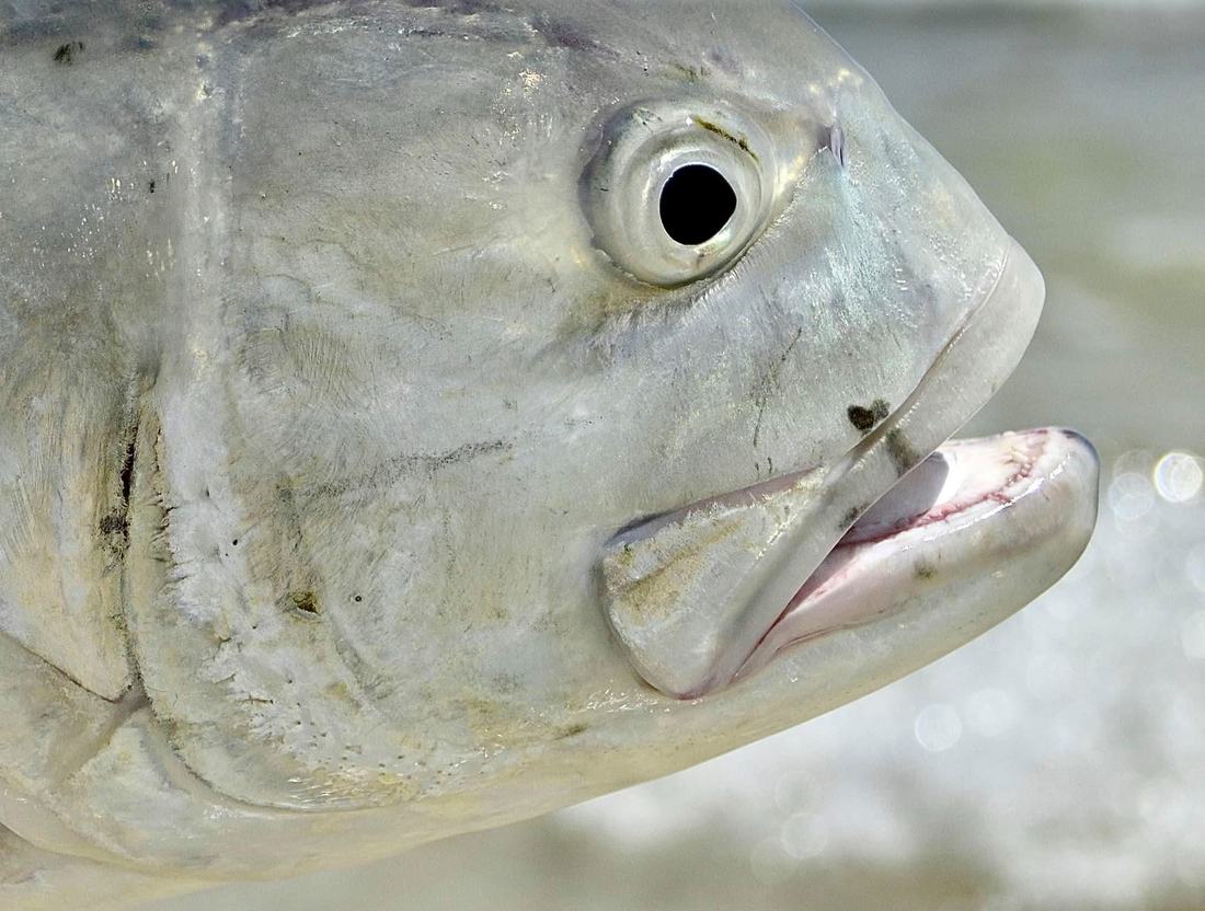Close-up detail of a tarpon
