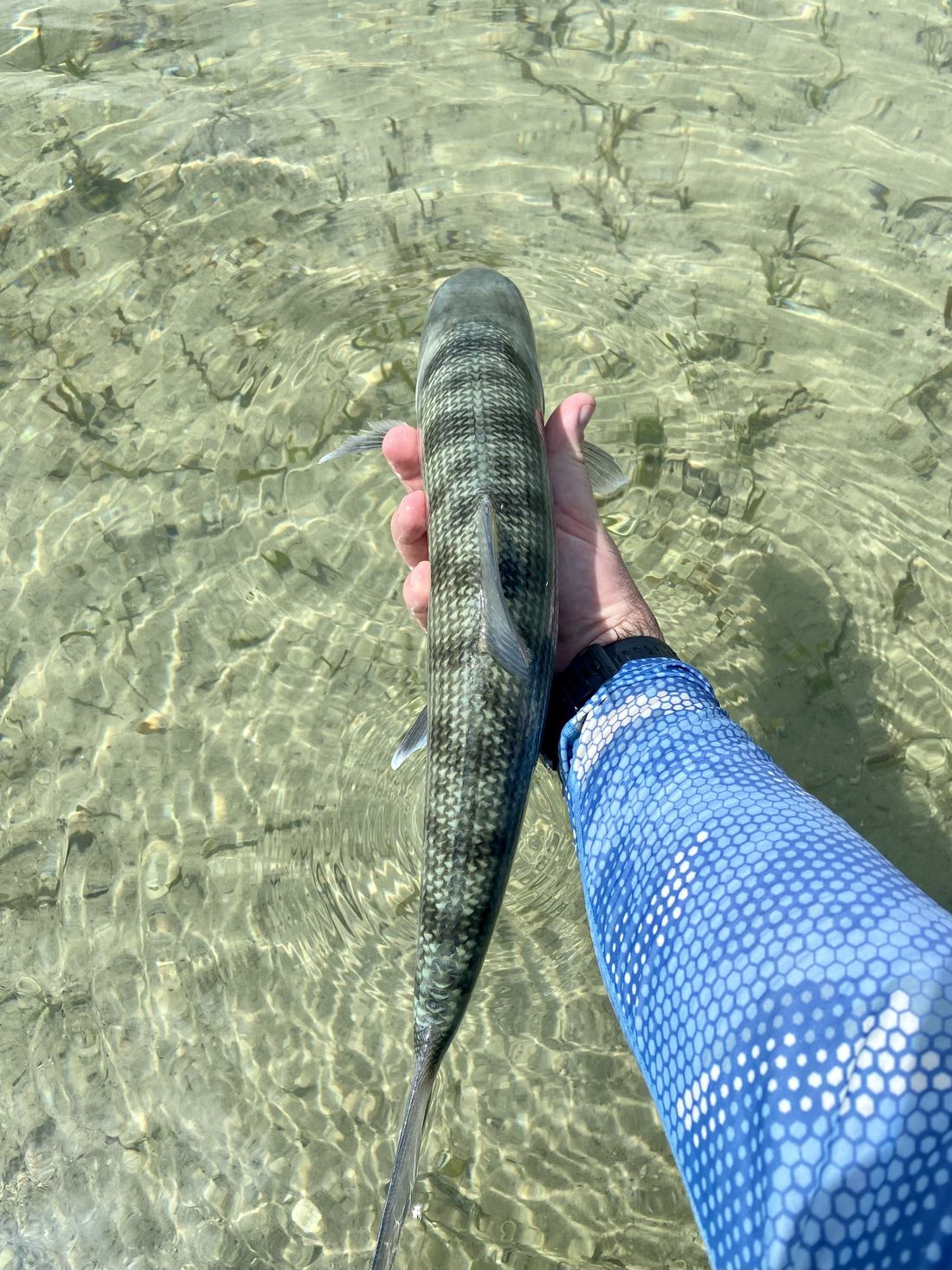 View through the water on a Belize flat