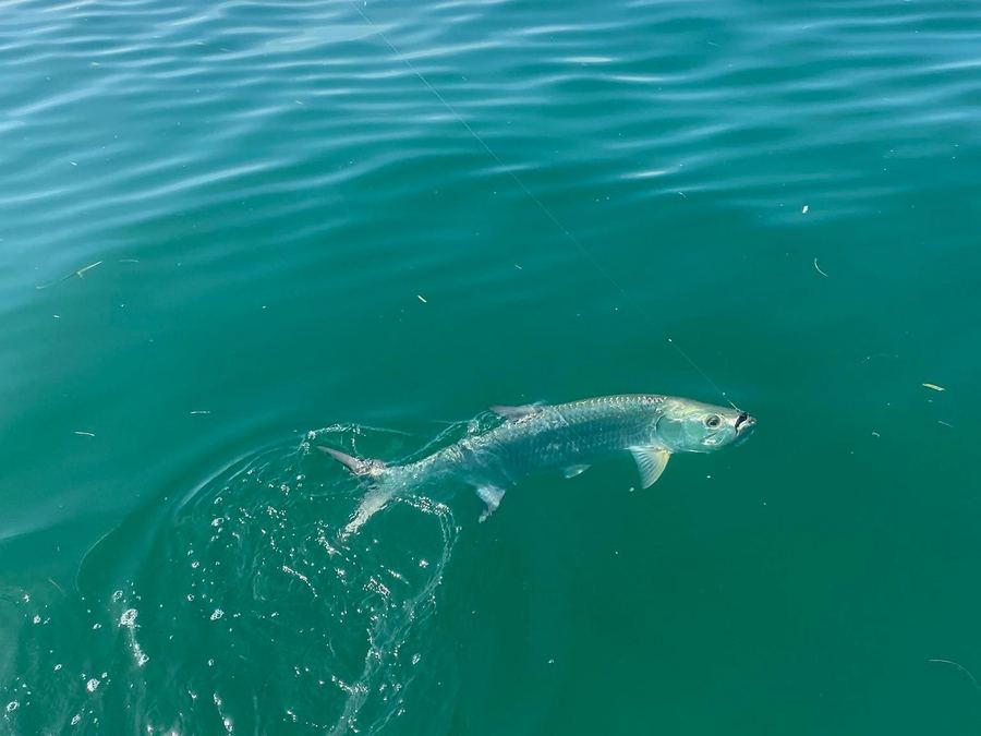 Tarpon jumping during Belize summer season