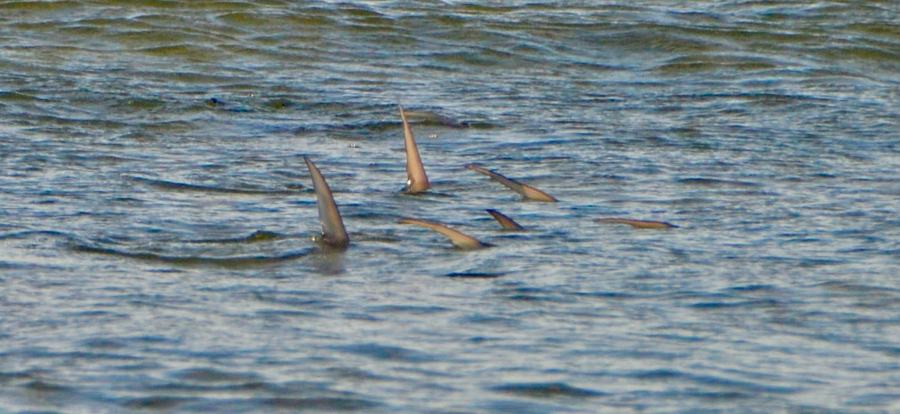Fish tailing on a grey-water flat