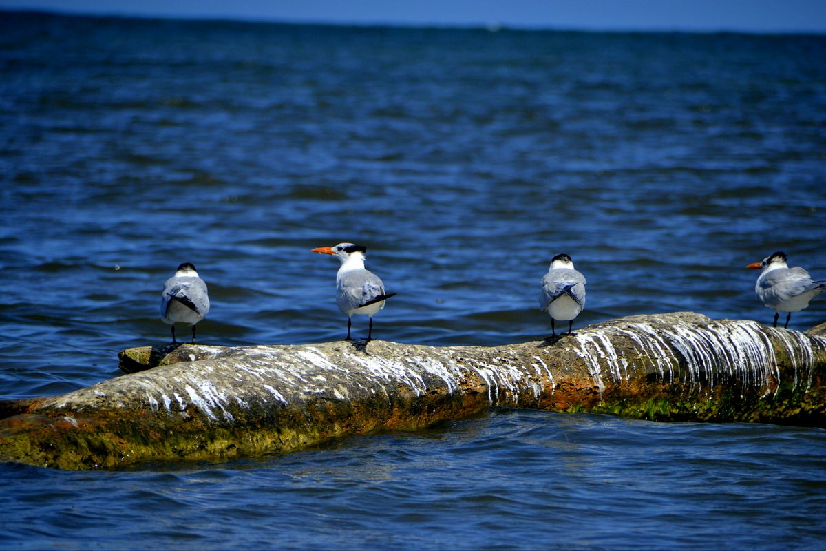 Terns resting on a log near the flats