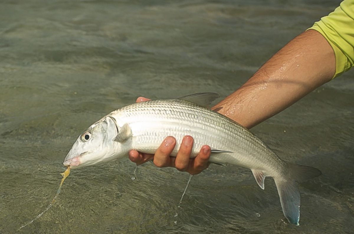 Bonefish caught on the flats