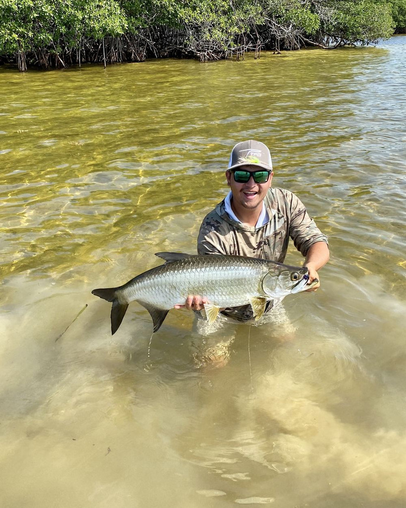 Tarpon in golden water
