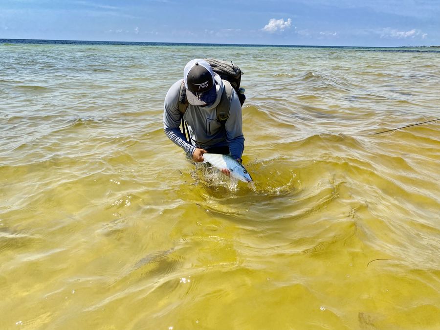 Bonefish released on arrival day
