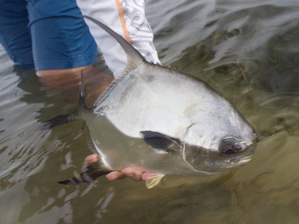 Permit held up on a multi-day fishing trip