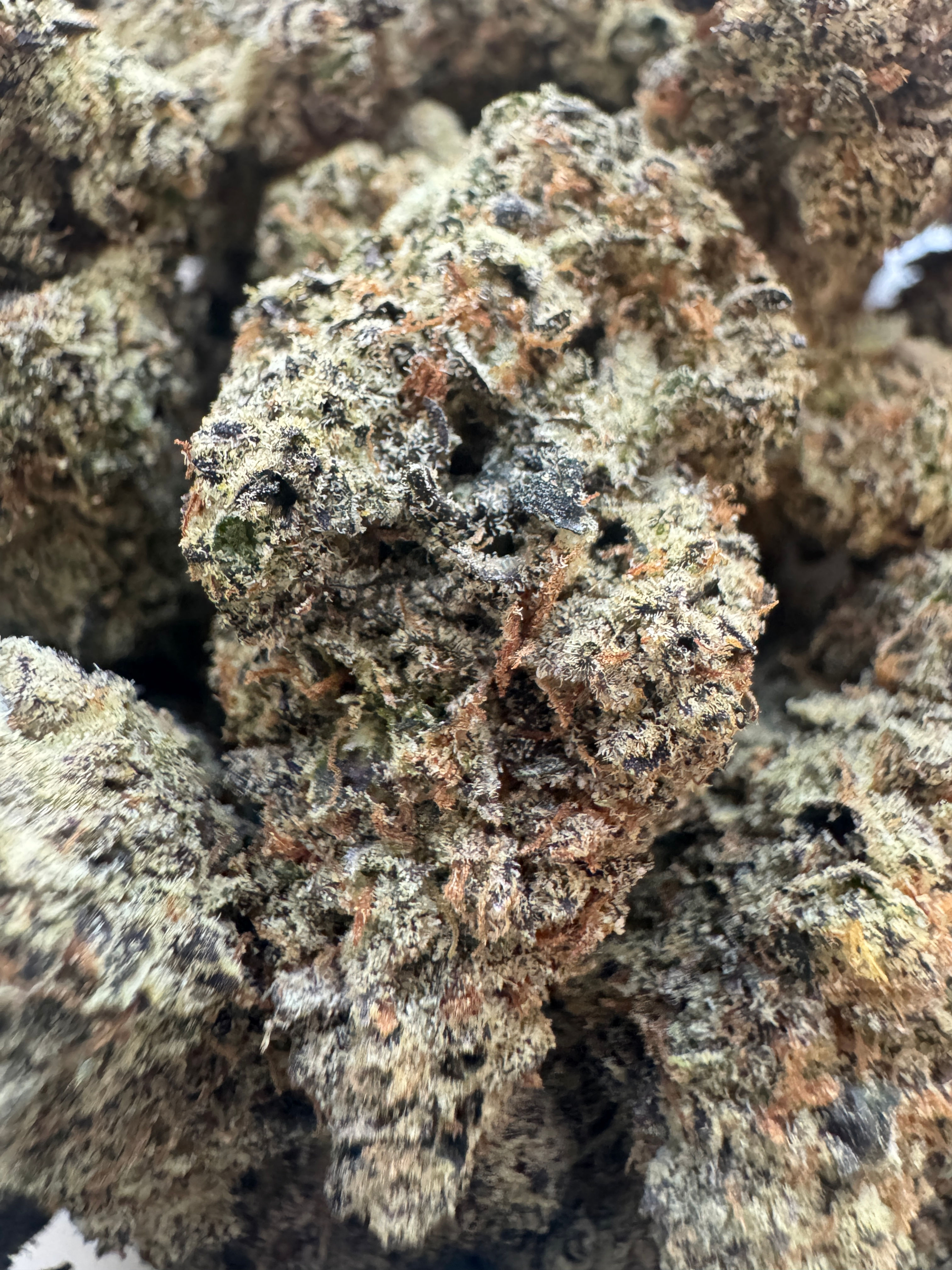 Sunset Runtz, (sticker)