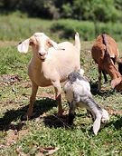 IMG_20240517_151217032_MF_PORTRAIT~3.jpg