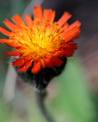 orange flower.jpg