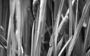 black and white reed grass