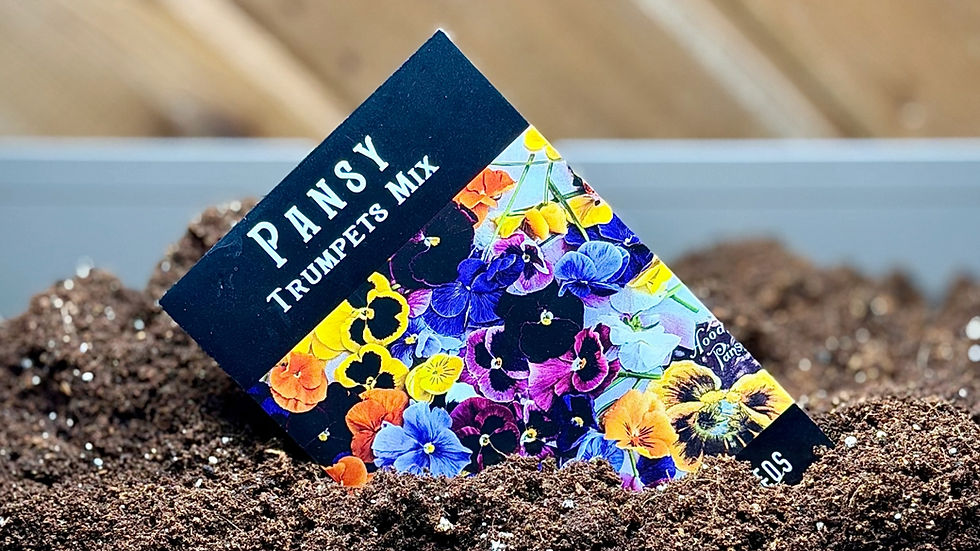 Pansy Trumpets Mix seed packet resting in soil during indoor seed starting in late winter.
