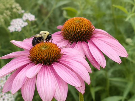 Bumblebee visitingpurple echinacea blooms in a pollinator-friendly cottage garden in Southern Illinois