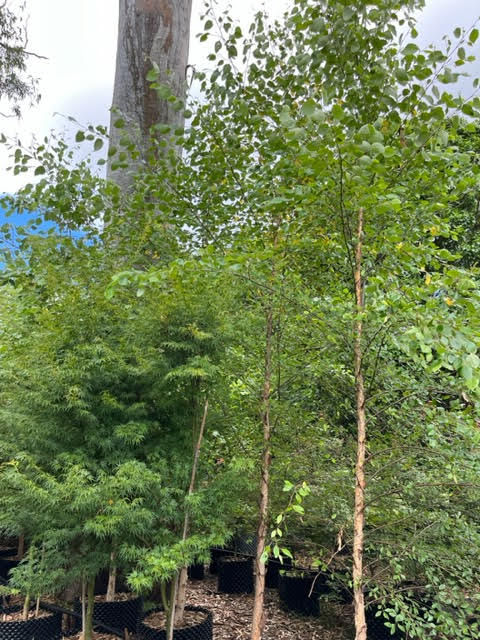 Betula nigra - Tropical Birch