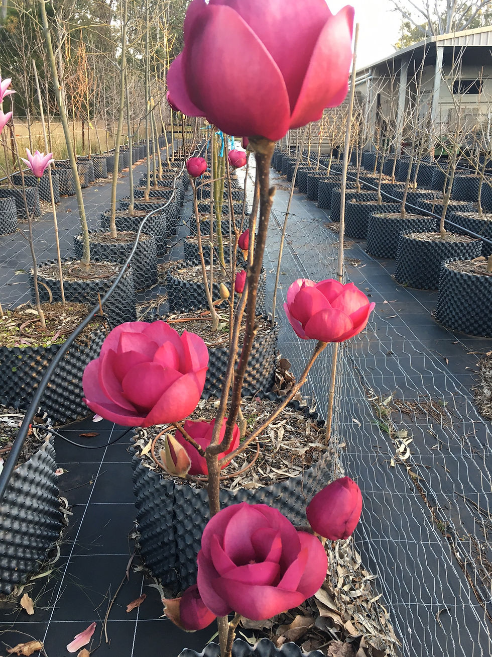 Magnolia soulangeana 'Black Tulip'