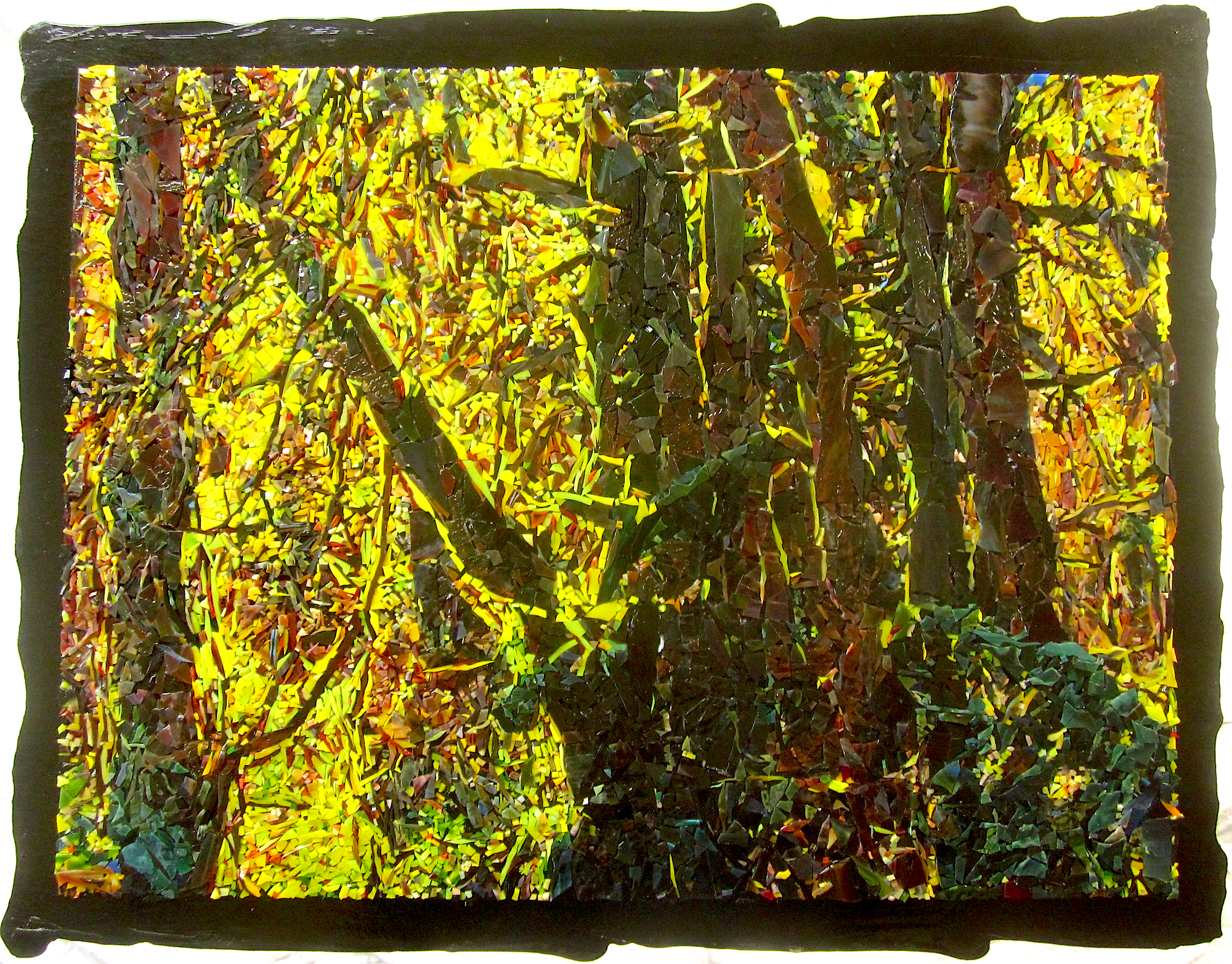 Oak Chiaroscuro