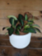 Miniatura: Conga +crisálida