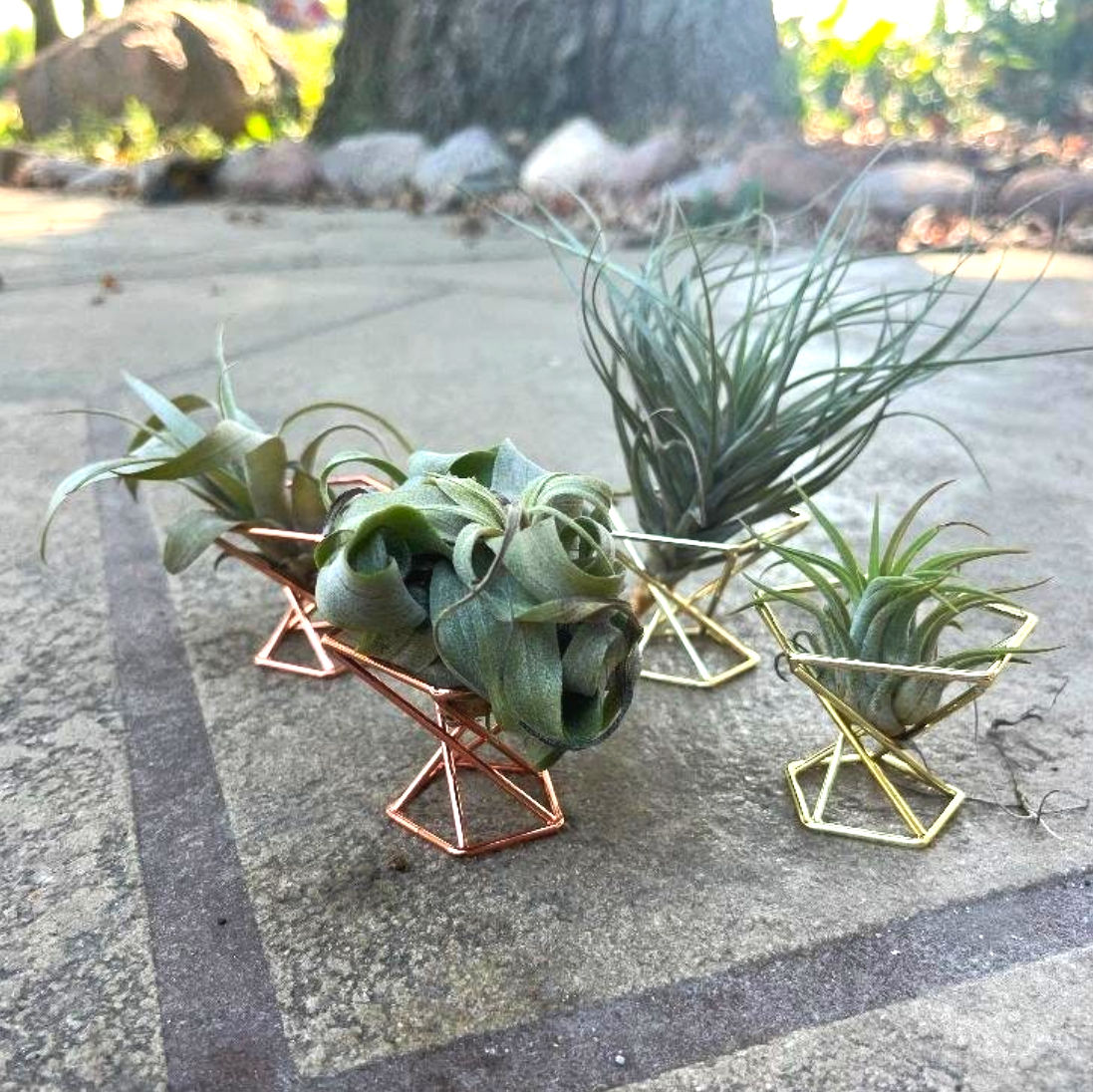 Air Plant Succulent Display Kit - Metal Geometric Holder