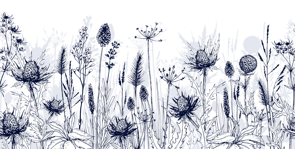 Blue Thistle Artwork.png