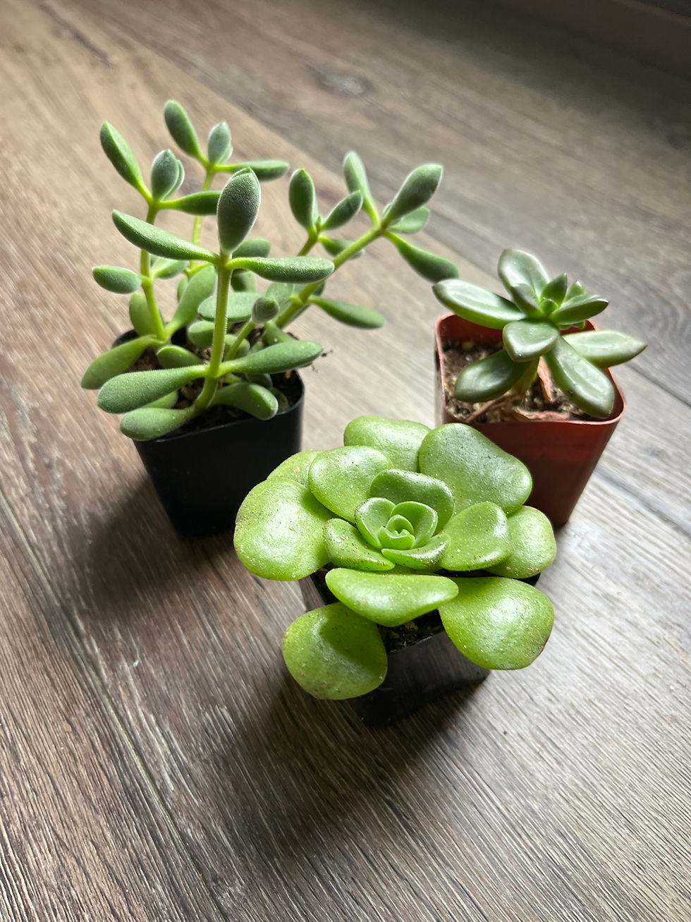 Thumbnail: Mystery 2in Succulent (8 Pack)