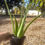 Thumbnail: Succulent Aloe Vera