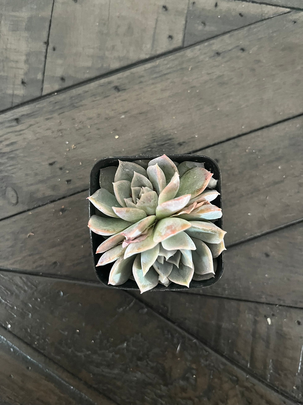 Thumbnail: Mystery 2in Succulent (8 Pack)