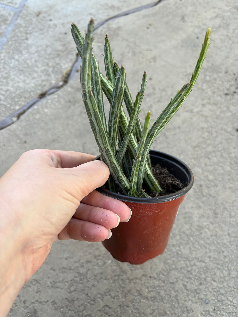 Thumbnail: Succulent Senecio Pickle Plant