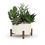 Thumbnail: Moden Succulent Arrangement