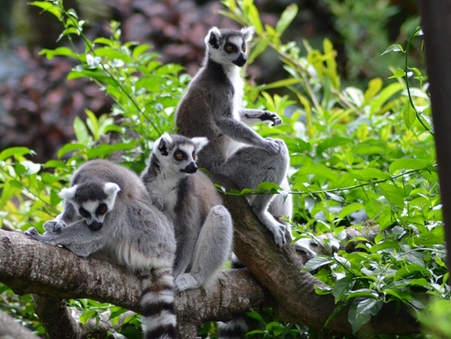New Partnership: Omaha Zoo & Madagascar Biodiversity Partnership