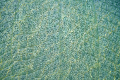 Close-Up Leaf Texture_edited.jpg