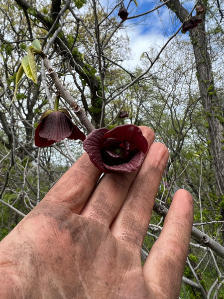 Paw paw flower