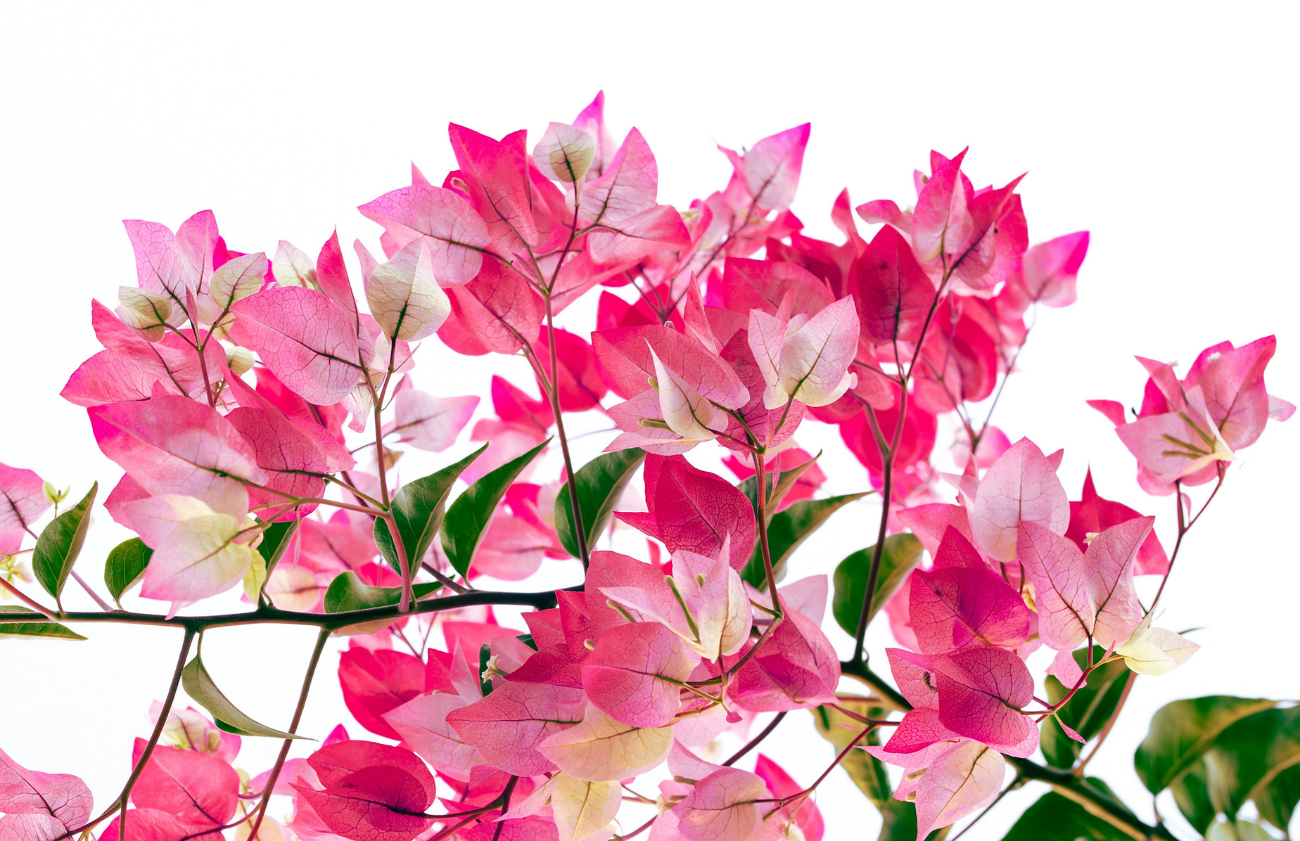 Close-up of vibrant bougainvillea flowers, the inspiration behind BougainVilla Cottage’s name and charm.