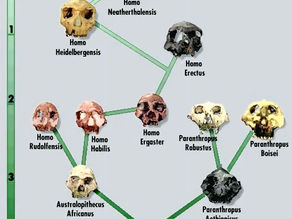 Human Evolution