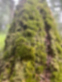 IMG_9761.jpeg