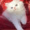 Thumbnail: Persian white with sapphire blue and green odd eyes kittenavailable reserve $200