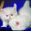 Thumbnail: Beautiful Persian white blue-eyed doll face kittens available reserve with $200