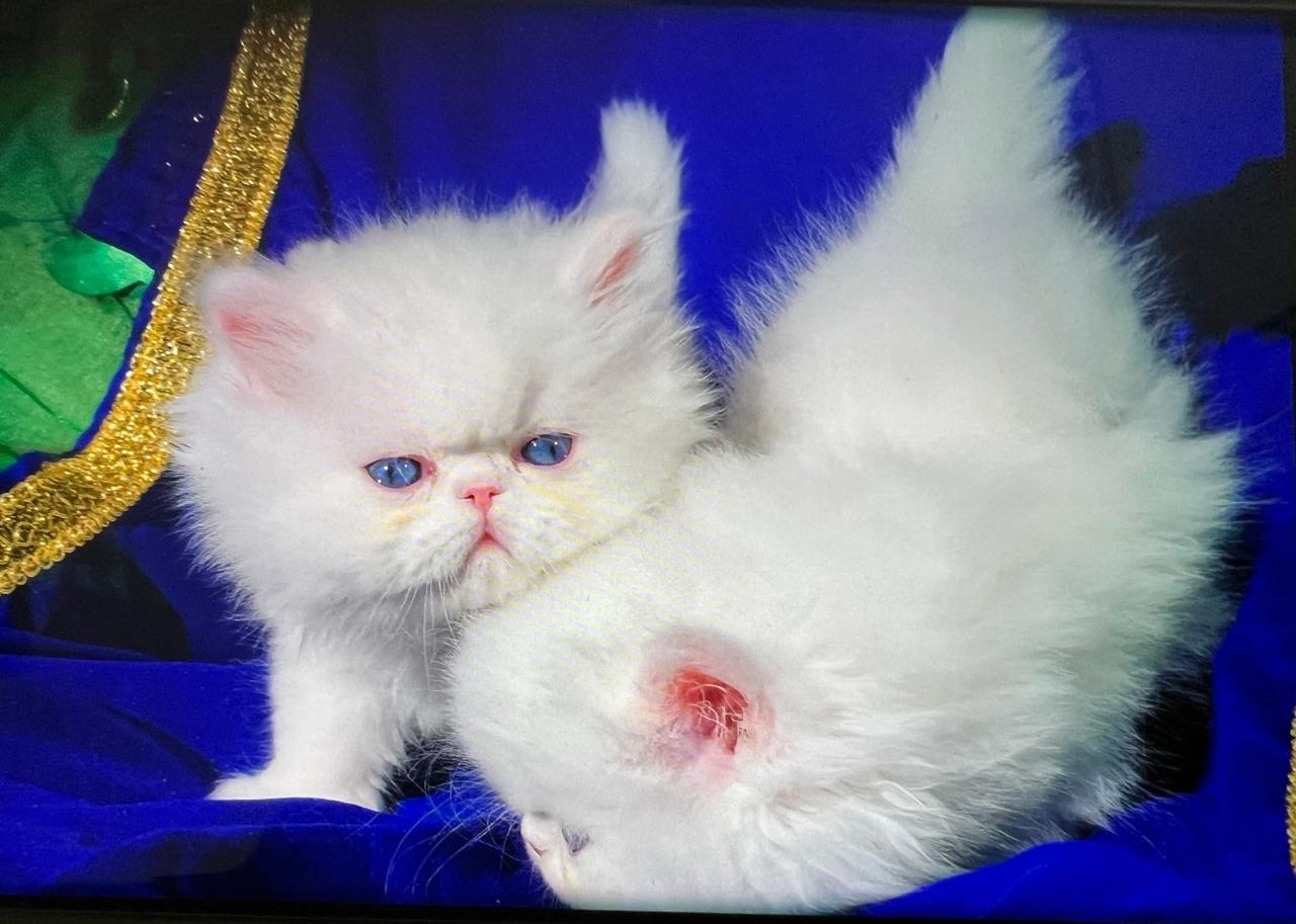 Beautiful Persian white blue-eyed doll face kittens available reserve with $200