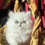 Thumbnail: Chinchilla Silver  Persian kittens available reserve with $200