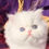 Thumbnail: Persian white with sapphire blue and green odd eyes kittenavailable reserve $200