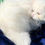Thumbnail: Persian white with sapphire blue and green odd eyes kittenavailable reserve $200