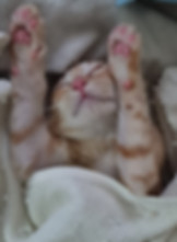 mario_paws.jpeg