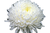 Chrysanthemum_edited.png