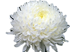 Chrysanthemum_edited.png