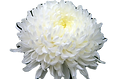 Chrysanthemum_edited.png