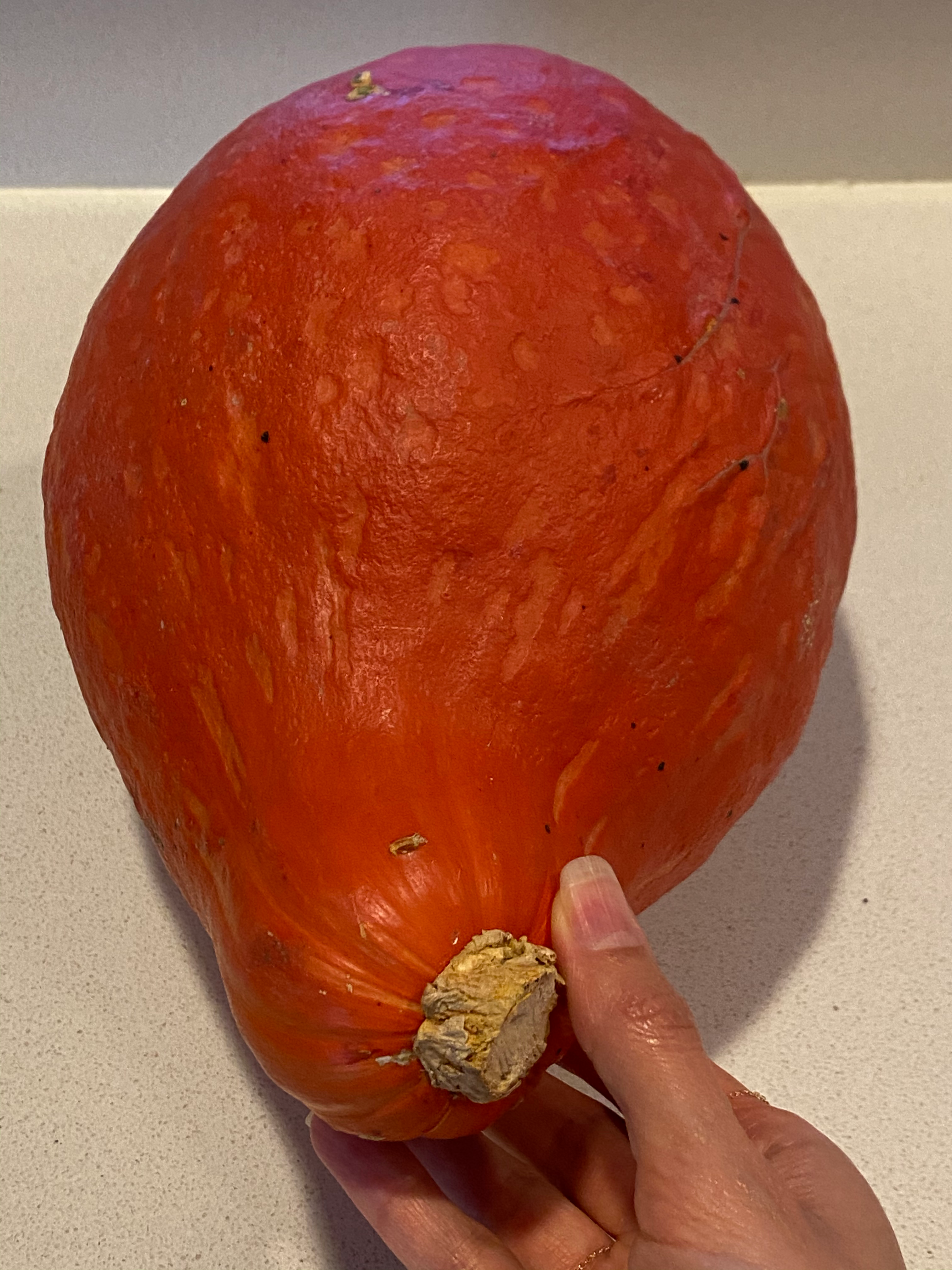 hubbard squash